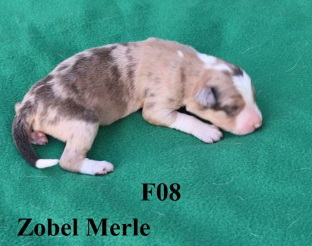 Border Collie Welpen