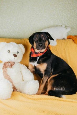 Verspielter junger Bruce sucht dich
