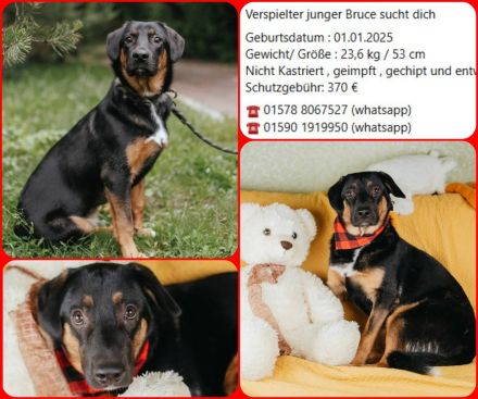 Verspielter junger Bruce sucht dich