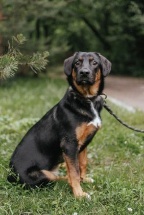 Verspielter junger Bruce sucht dich