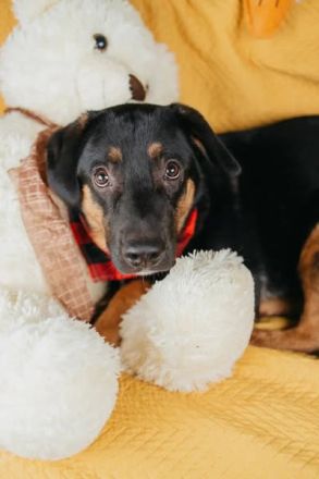 Verspielter junger Bruce sucht dich