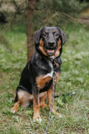 Verspielter junger Bruce sucht dich