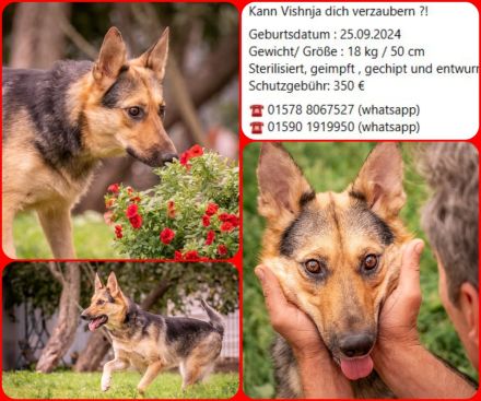Kann Vishnja dich verzaubern ?!