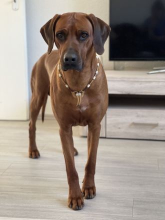 Rhodesian Ridgeback Deckrüde