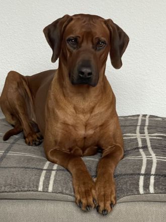 Rhodesian Ridgeback Deckrüde