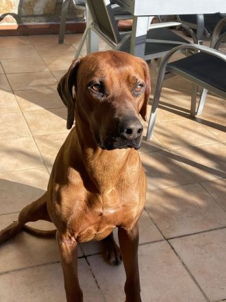 Rhodesian Ridgeback Deckrüde