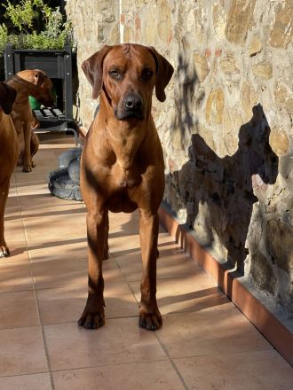 Rhodesian Ridgeback Deckrüde