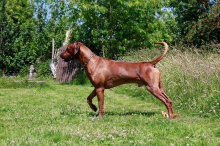 Rhodesian Ridgeback Deckrüde