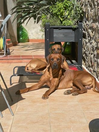 Rhodesian Ridgeback Deckrüde