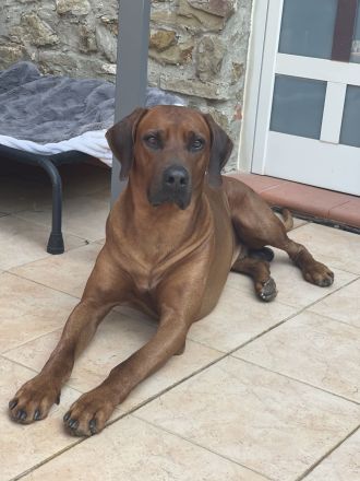 Rhodesian Ridgeback Deckrüde
