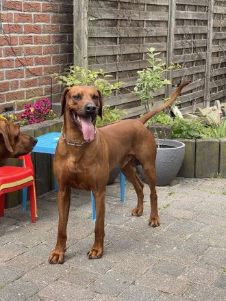 Rhodesian Ridgeback Deckrüde