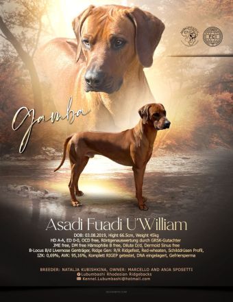 Rhodesian Ridgeback Deckrüde