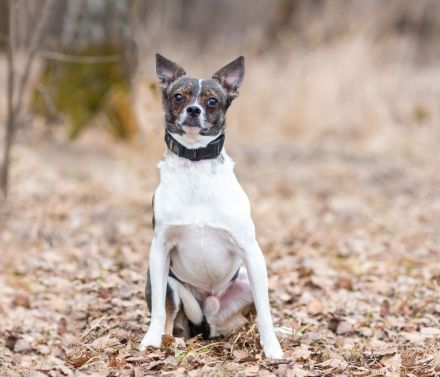 Gesseliger Peter sucht dich ...