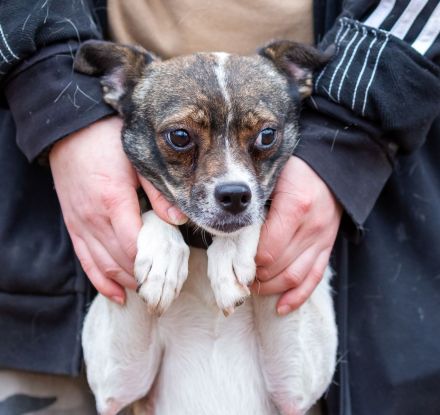 Gesseliger Peter sucht dich ...