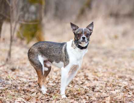 Gesseliger Peter sucht dich ...