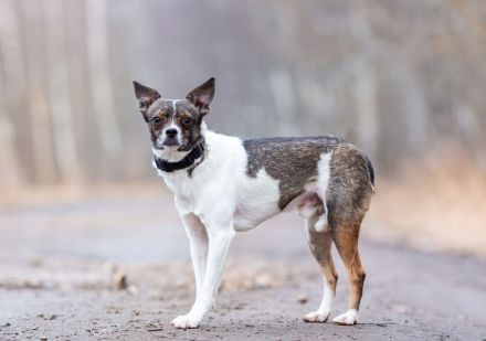 Gesseliger Peter sucht dich ...