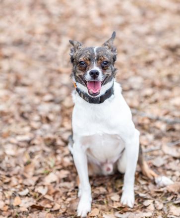 Gesseliger Peter sucht dich ...