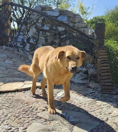 Nikolasha sucht Körbchen ...