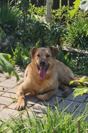 Nikolasha sucht Körbchen ...