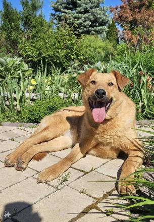 Nikolasha sucht Körbchen ...