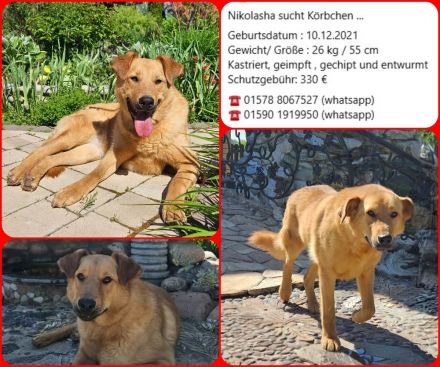 Nikolasha sucht Körbchen ...