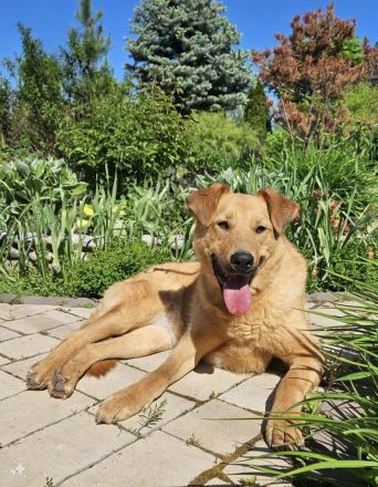 Nikolasha sucht Körbchen ...