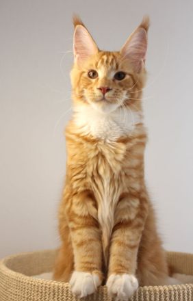 Reinrassige Maine Coon Kitten mit Stammbaum