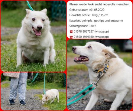 Kleiner weiße Kroki sucht liebevolle menschen