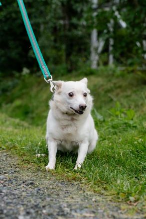 Kleiner weiße Kroki sucht liebevolle menschen