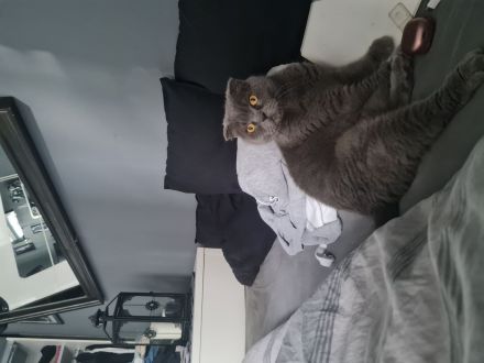 Molly sucht liebes zu Hause