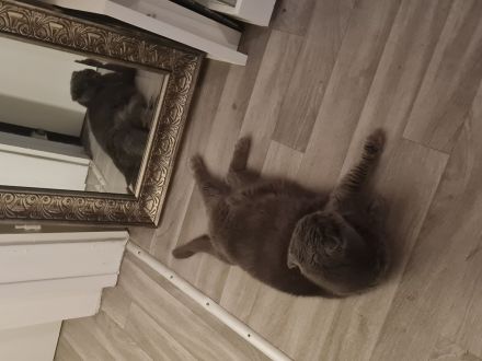 Molly sucht liebes zu Hause