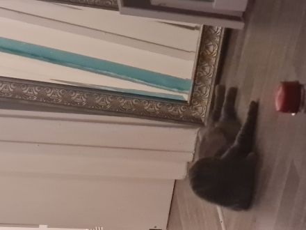 Molly sucht liebes zu Hause