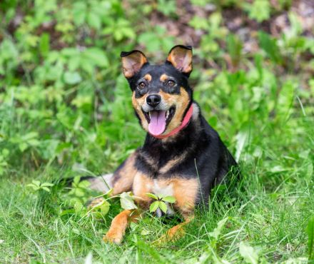 Ruhige Mulya sucht dich ...