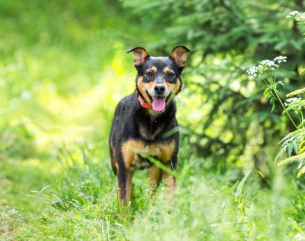 Ruhige Mulya sucht dich ...