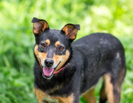 Ruhige Mulya sucht dich ...