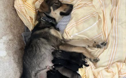 Tapfere Hundemama Jella sucht Geborgenheit