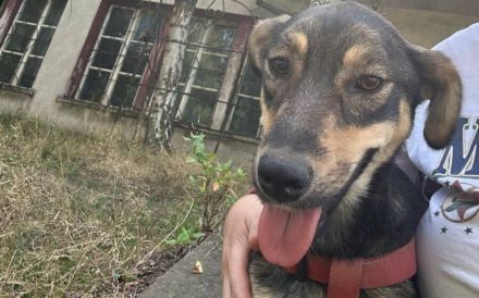 Tapfere Hundemama Jella sucht Geborgenheit