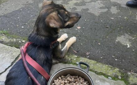 Tapfere Hundemama Jella sucht Geborgenheit