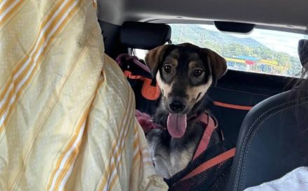 Tapfere Hundemama Jella sucht Geborgenheit