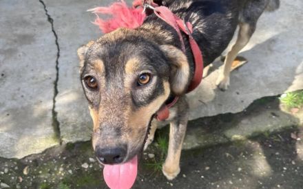 Tapfere Hundemama Jella sucht Geborgenheit