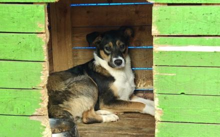 Scheue Amica sucht geduldiges Zuhause