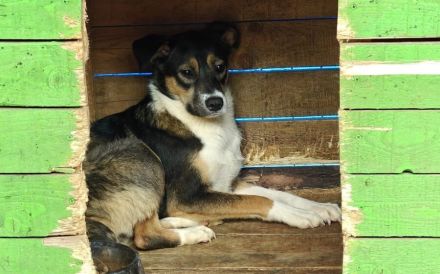 Scheue Amica sucht geduldiges Zuhause