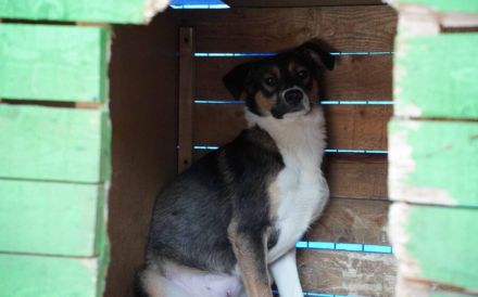 Scheue Amica sucht geduldiges Zuhause