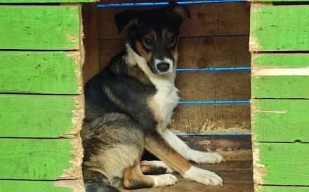 Scheue Amica sucht geduldiges Zuhause