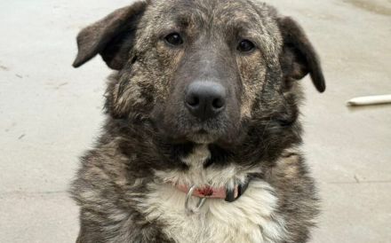 Gnadenplatz für zauberhafte Gerda gesucht