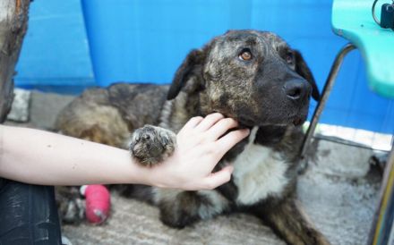 Gnadenplatz für zauberhafte Gerda gesucht