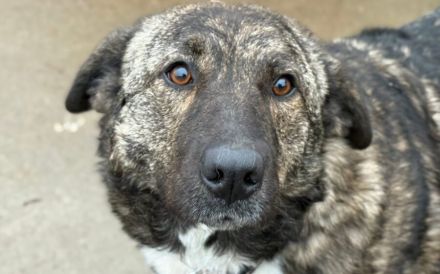 Gnadenplatz für zauberhafte Gerda gesucht