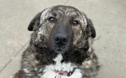 Gnadenplatz für zauberhafte Gerda gesucht