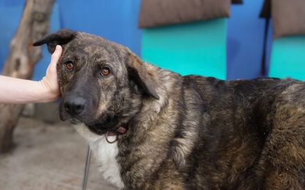 Gnadenplatz für zauberhafte Gerda gesucht