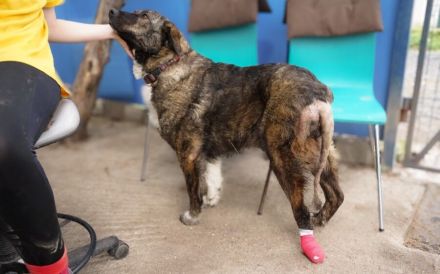 Gnadenplatz für zauberhafte Gerda gesucht